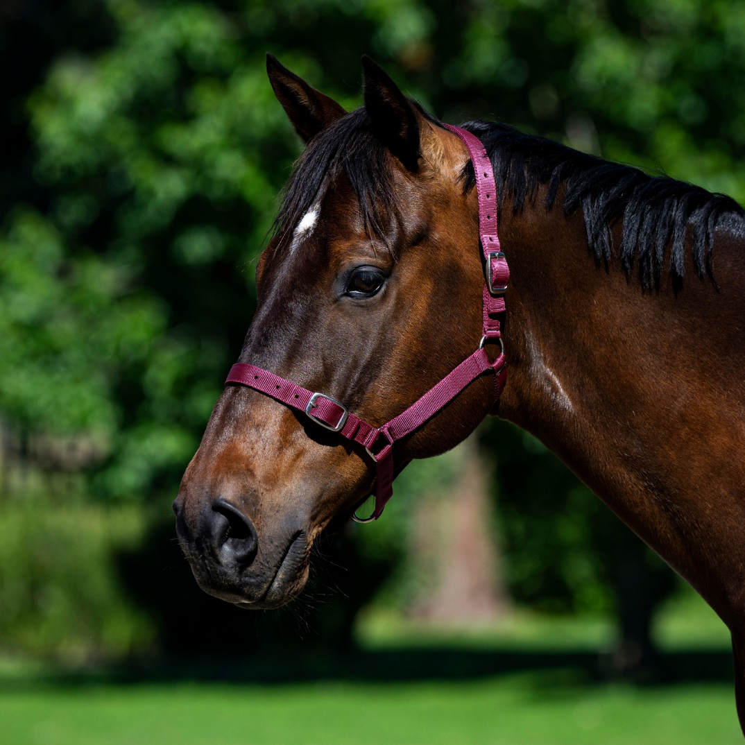 EUREKA – BUCKLE HALTER