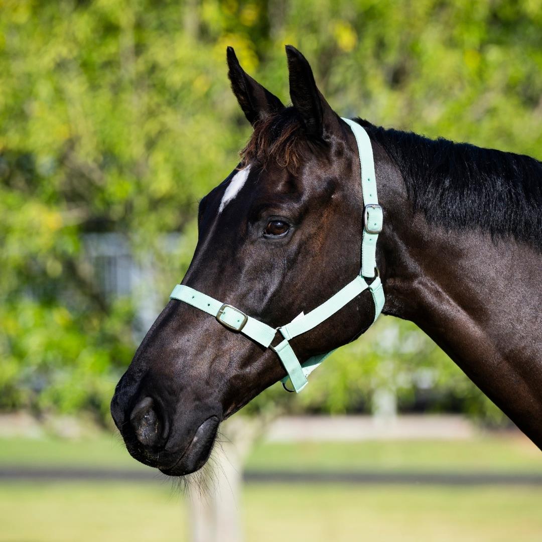 EUREKA – BUCKLE HALTER