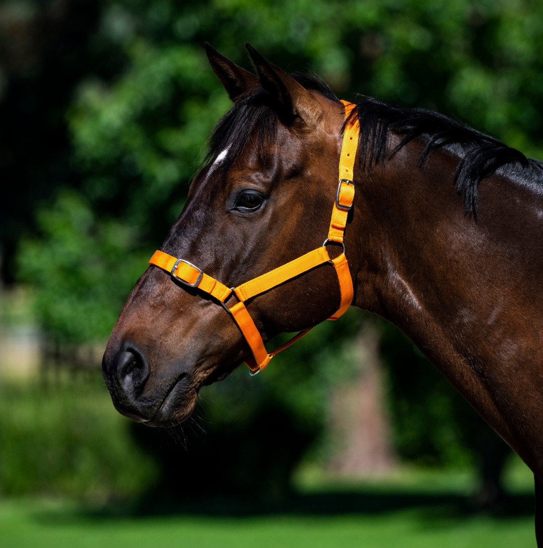 EUREKA – BUCKLE HALTER