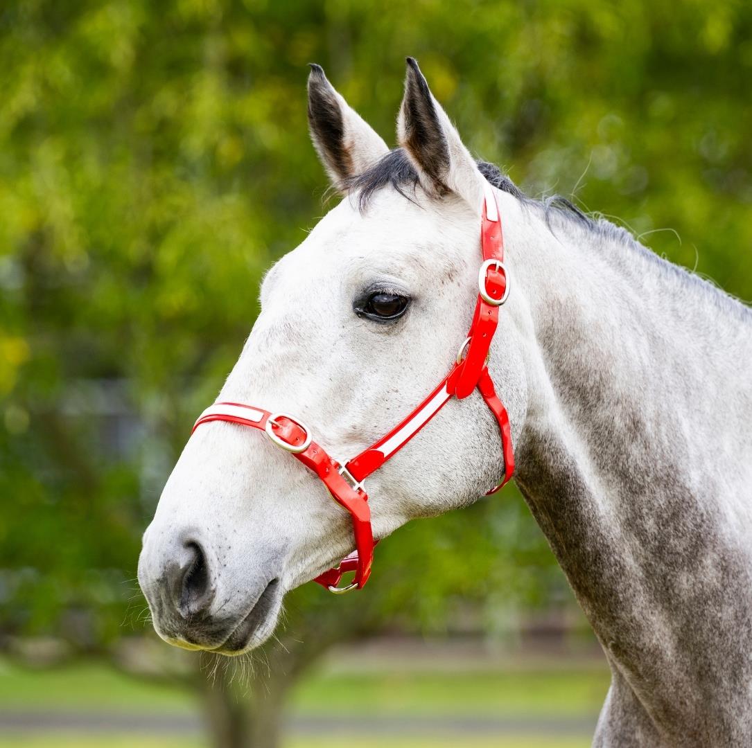EquestPRO PVC Overlay Halter Red - Cob