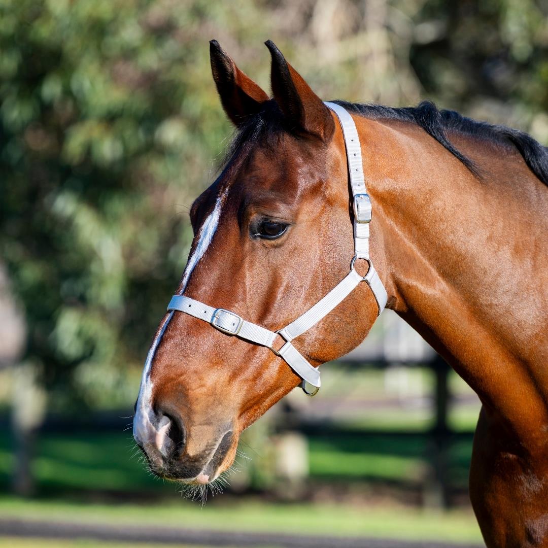 EUREKA – BUCKLE HALTER