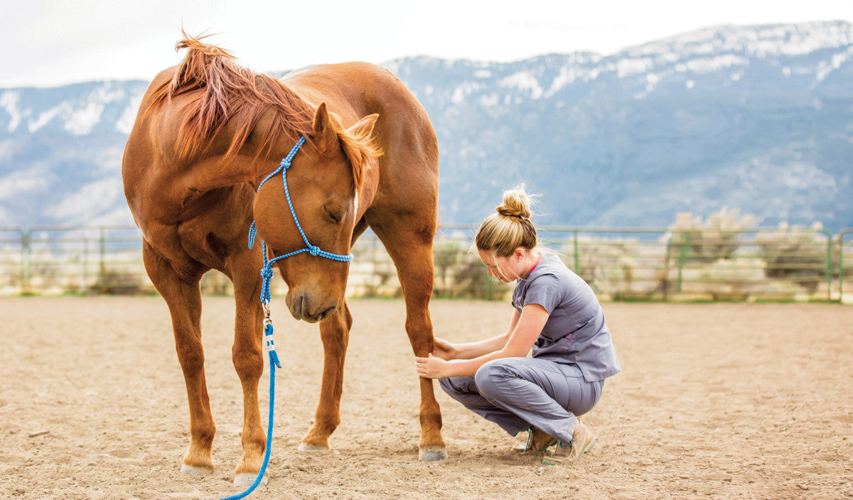 Horse Care Needs