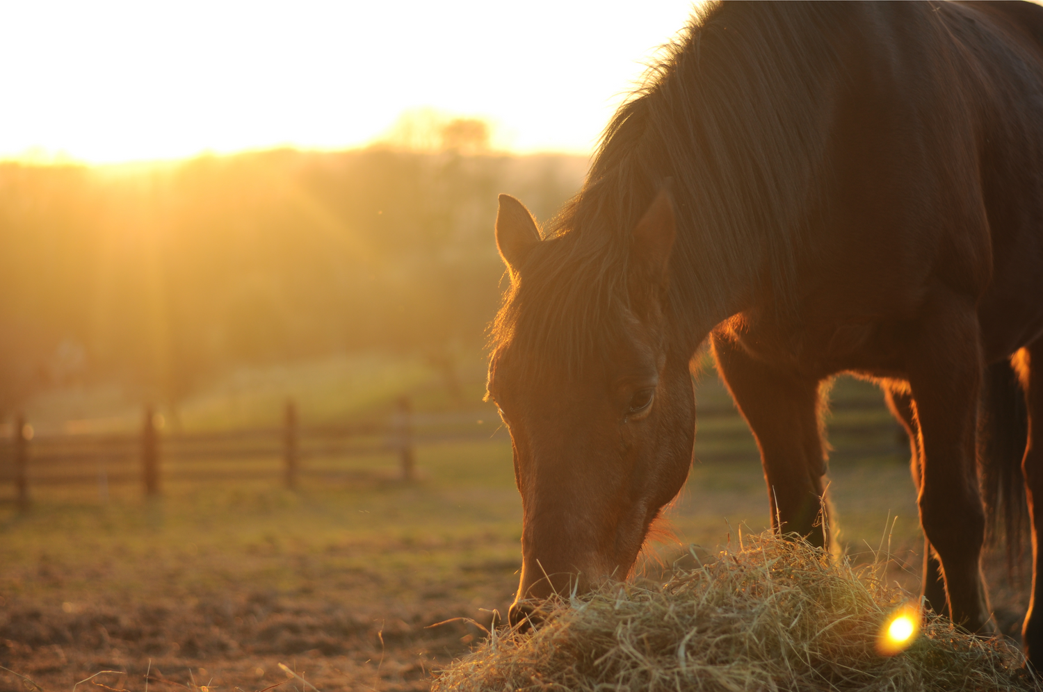 Rhodes Hay Bale