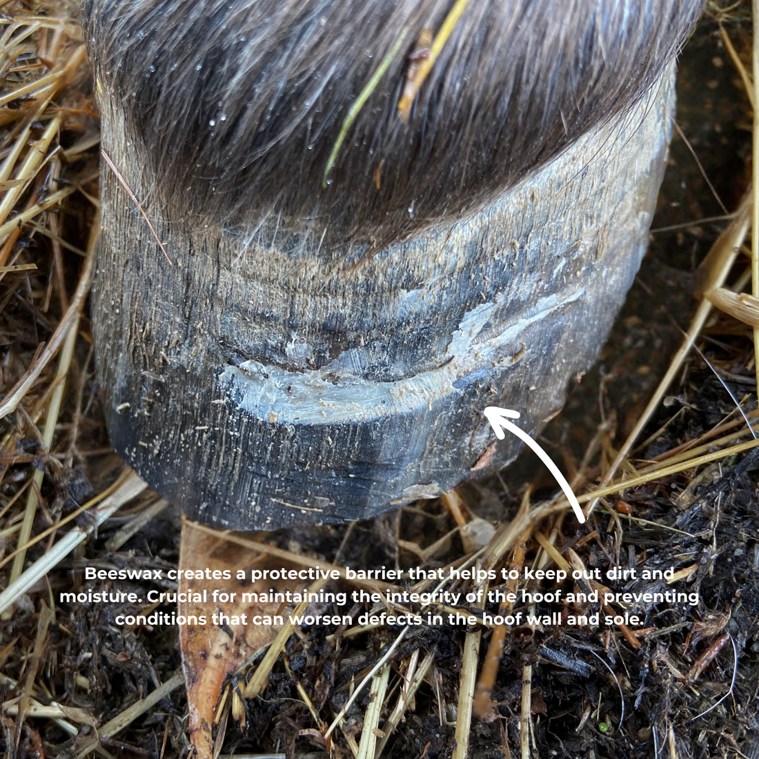 Beeswax PURE Balls - Hoof defect management – Mbhorsesupplies