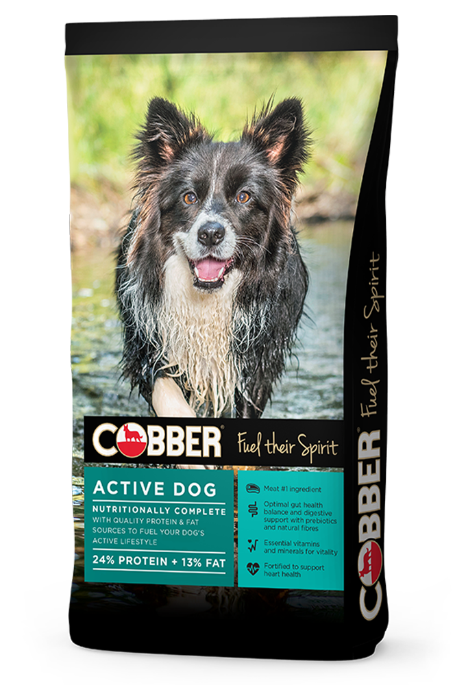 COBBER COUNTRY ACTIVE DOG