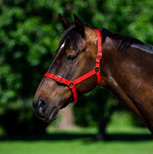 EUREKA – BUCKLE HALTER