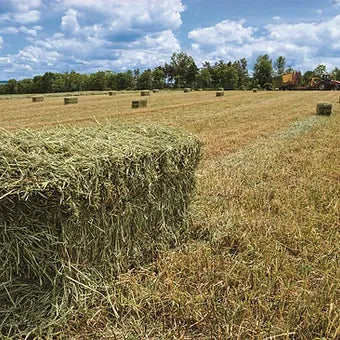 Rhodes Hay